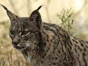 Escursione a Doñana e El Rocío da Siviglia