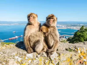 Escursione a Gibilterra da Jerez