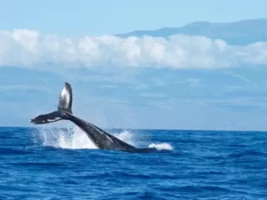 Avvistamenti di delfini a Gibilterra