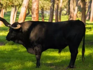 Escursione all'allevamento di Toros Bravos da Siviglia